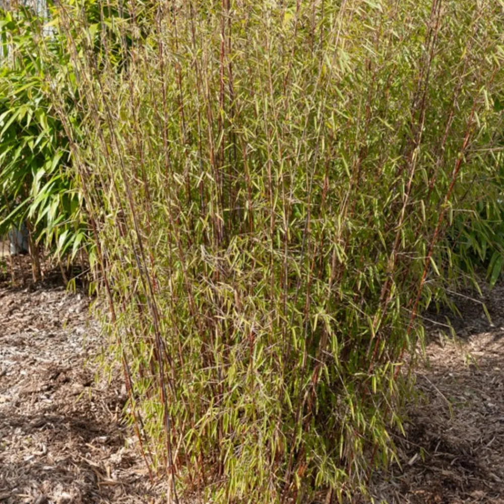 Willemse France - Bambou jiuzhaigou non-traçant - le pot / ø 13cm / hauteur livrée 40-50cm, vendu par lot de 2 Hot