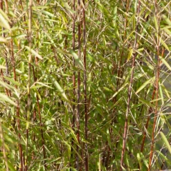 Willemse France - Bambou jiuzhaigou non-traçant - le pot / ø 13cm / hauteur livrée 40-50cm, vendu par lot de 2 Hot