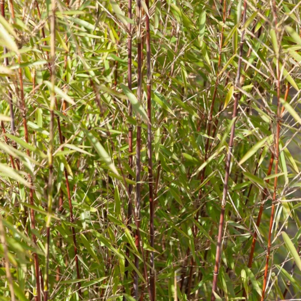 Willemse France - Bambou jiuzhaigou non-traçant - le pot / ø 13cm / hauteur livrée 40-50cm, vendu par lot de 2 Hot