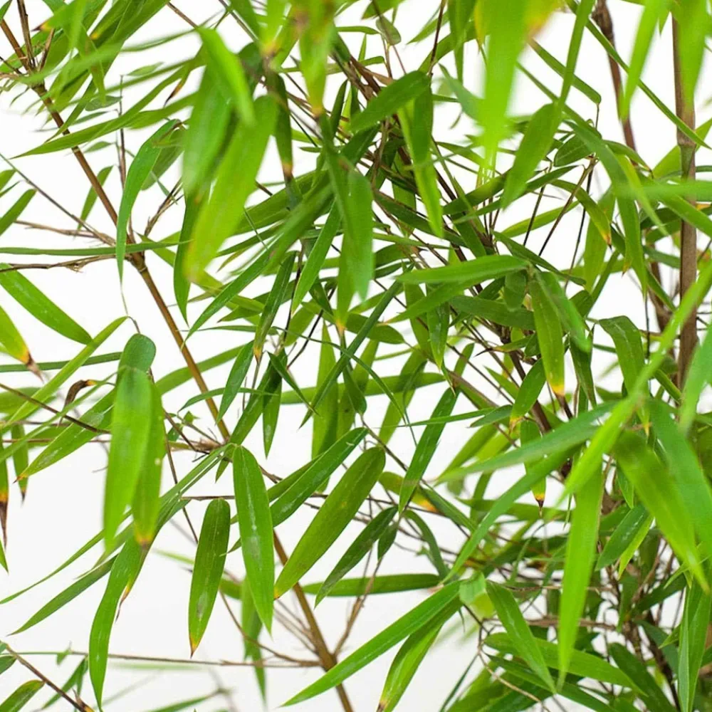 Willemse France - Bambou jiuzhaigou non-traçant - le pot / ø 13cm / hauteur livrée 40-50cm, vendu par lot de 2 Hot