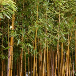 Willemse France - Bambou traçant panaché - le pot / 2l / hauteur livrée 40-50cm, vendu par lot de 2 Discount
