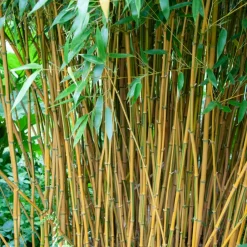 Willemse France - Bambou traçant panaché - le pot / 2l / hauteur livrée 40-50cm, vendu par lot de 2 Discount