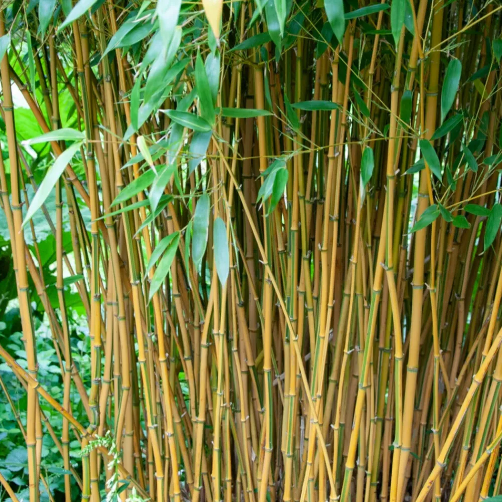 Willemse France - Bambou traçant panaché - le pot / 2l / hauteur livrée 40-50cm, vendu par lot de 2 Discount