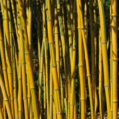 Willemse France Bambous | - Bambou traçant panaché - le pot / 2l / hauteur livrée 40-50cm