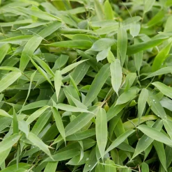 Willemse France Arbres Et Arbustes | - Bambou vert non-traçant - le pot / ø 11cm / hauteur livrée environ 30cm, vendu par lot de 2