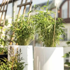 Willemse France Arbres Et Arbustes | - Bambou vert non-traçant - le pot / ø 11cm / hauteur livrée environ 30cm, vendu par lot de 2