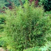 Willemse France Bambous | - Bambou vert non-traçant - le pot / ø 11cm / hauteur livrée environ 30cm