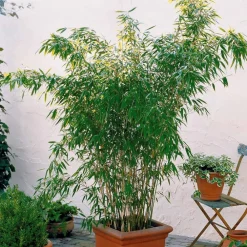 Willemse France Bambous | - Bambou vert non-traçant - le pot / ø 11cm / hauteur livrée environ 30cm