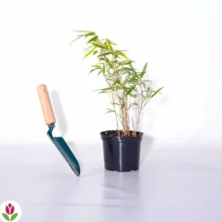 Willemse France Bambous | - Bambou vert non-traçant - le pot / ø 11cm / hauteur livrée environ 30cm
