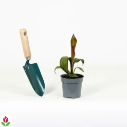 Willemse France Arbres Et Arbustes | - Bananier rouge d'abyssinie - le pot / ø 12cm, vendu par lot de 2