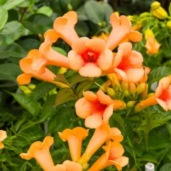 Willemse France Plantes Grimpantes | - Bignone indian summer® - le pot / 2l / hauteur livrée 80-100cm