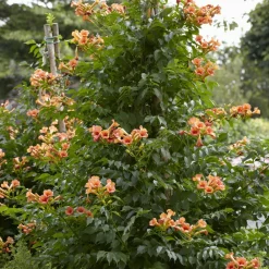 Willemse France Plantes Grimpantes | - Bignone indian summer® - le pot / 2l / hauteur livrée 80-100cm