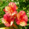 Willemse France Plantes Grimpantes | - Bignone orangeade® tracamp - le pot / 1,5l / hauteur livrée 20-60cm
