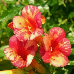 Willemse France Plantes Grimpantes | - Bignone orangeade® tracamp - le pot / 1,5l / hauteur livrée 20-60cm