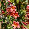 Willemse France - Bignone à vrilles tangerine beauty - le pot / 1,5l / hauteur livrée 20-60cm Best