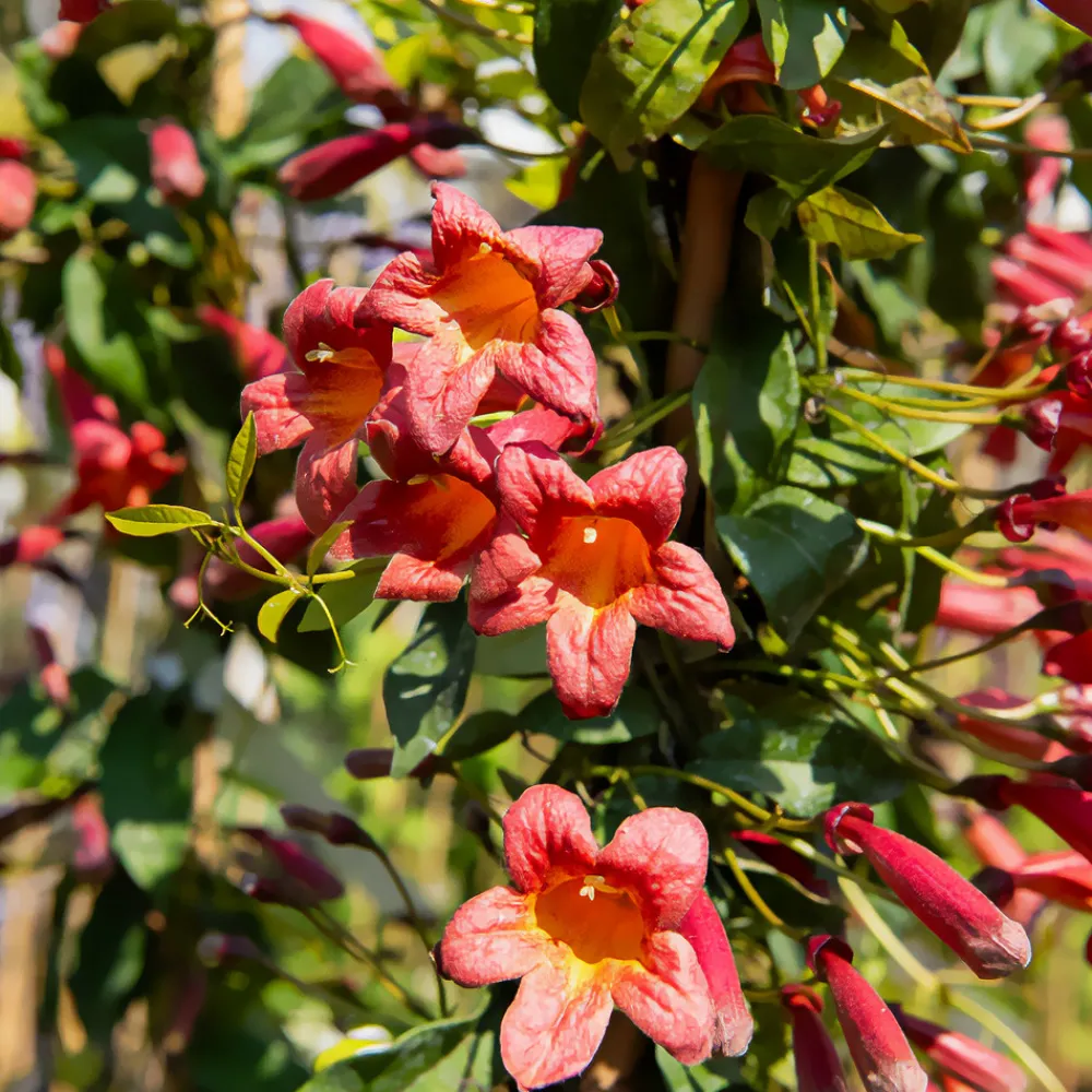Willemse France - Bignone à vrilles tangerine beauty - le pot / 1,5l / hauteur livrée 20-60cm Best