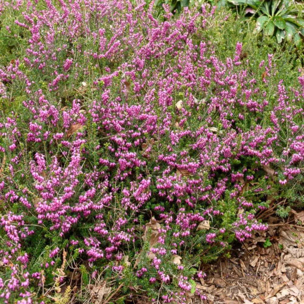 Willemse France Plantes De Terre De Bruyère | - Bruyère d'hiver furzey - le pot / 8cm / hauteur livrée environ 10cm, vendu par lot de 2