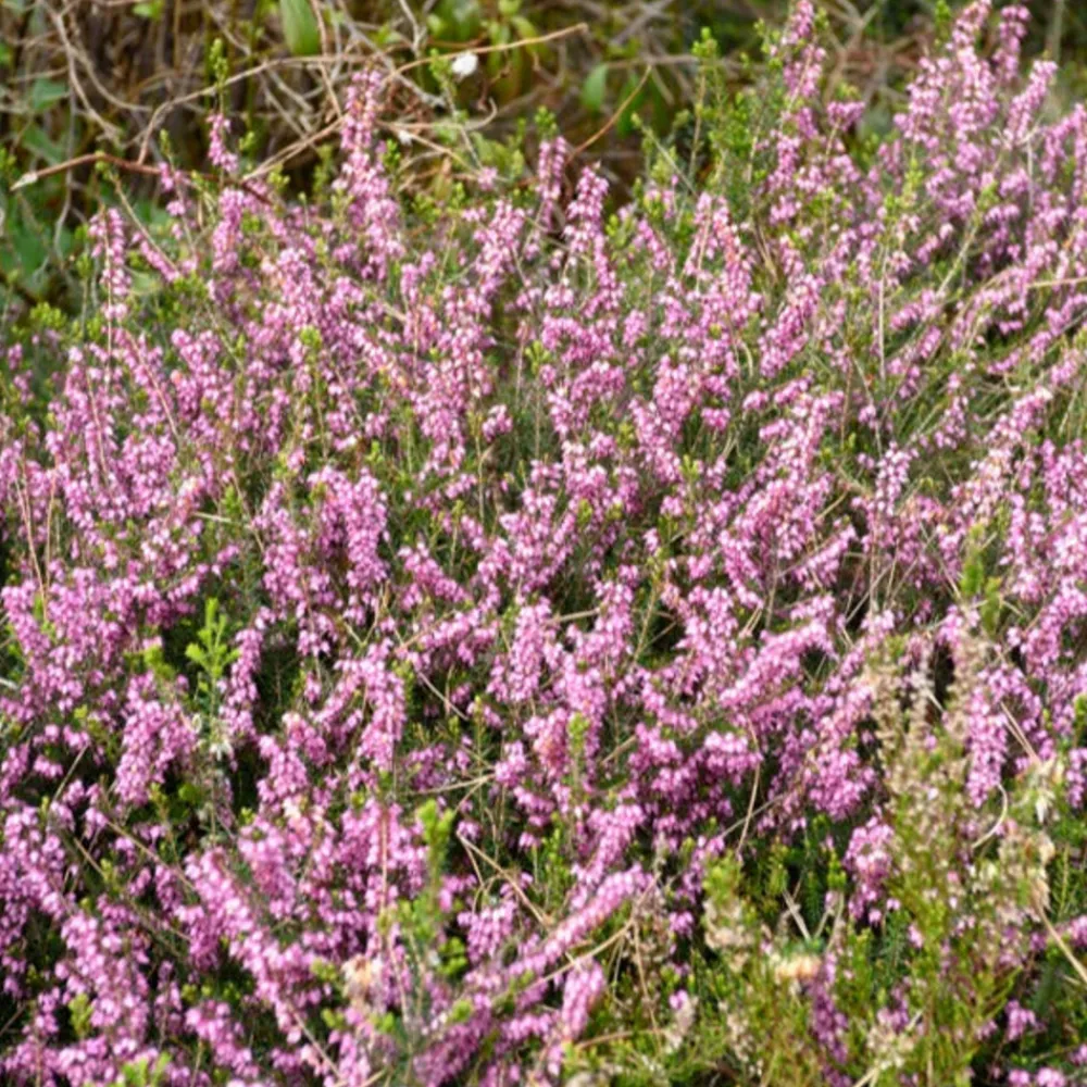 Willemse France Plantes De Terre De Bruyère | - Bruyère d'hiver furzey - le pot / 8cm / hauteur livrée environ 10cm, vendu par lot de 2