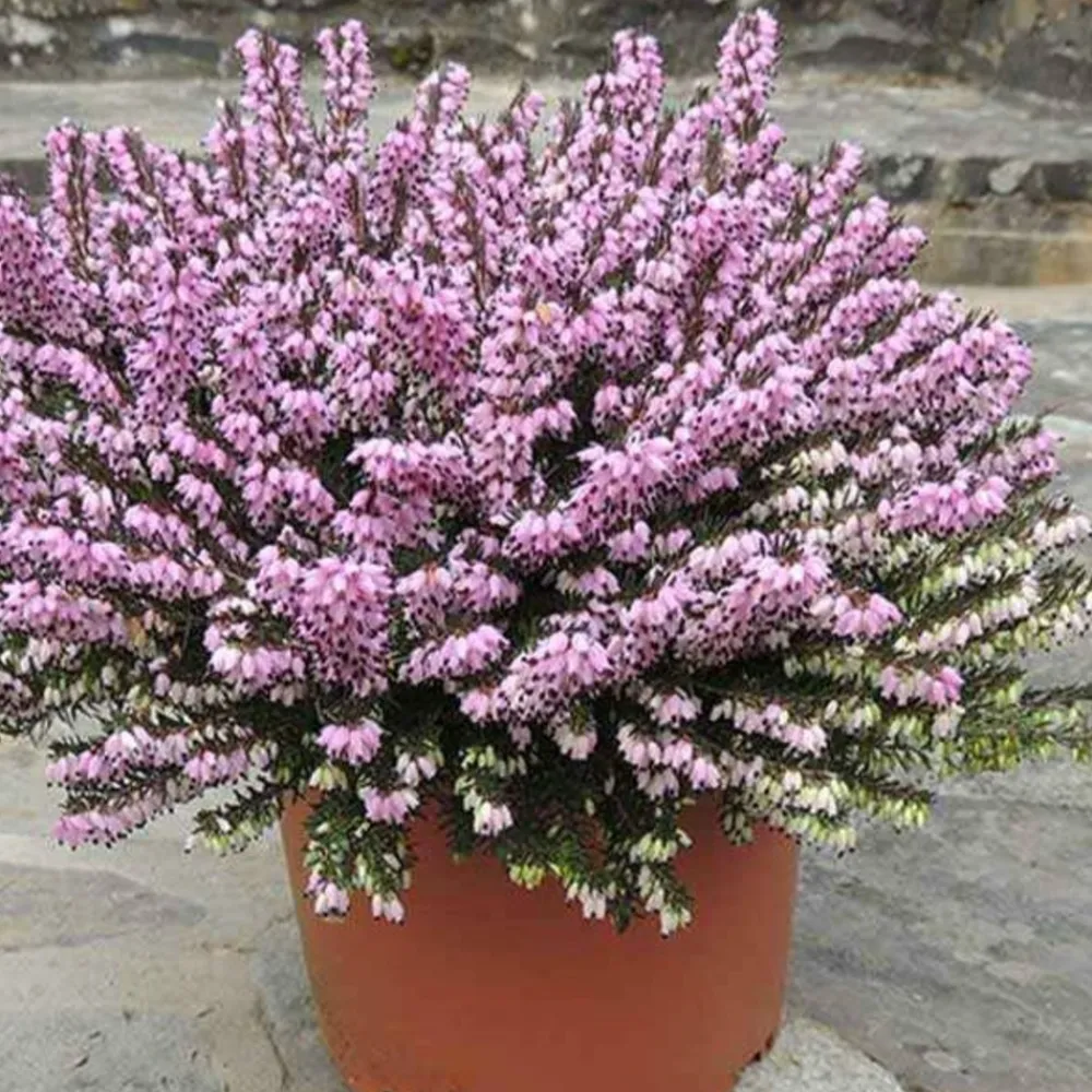 Willemse France Plantes De Terre De Bruyère | - Bruyère d'hiver furzey - le pot / 8cm / hauteur livrée environ 10cm, vendu par lot de 2