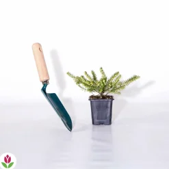 Willemse France Plantes De Terre De Bruyère | - Bruyère d'hiver furzey - le pot / 8cm / hauteur livrée environ 10cm, vendu par lot de 2