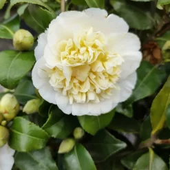 Willemse France Plantes De Terre De Bruyère | - Camélia du japon à fleurs doubles blanche - le pot / 2l / hauteur livrée 25-30cm, vendu par lot de 2