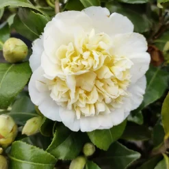Willemse France Plantes De Terre De Bruyère | - Camélia du japon à fleurs doubles blanche - le pot / 2l / hauteur livrée 25-30cm, vendu par lot de 2