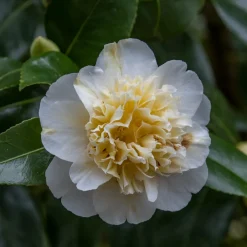 Willemse France Plantes De Terre De Bruyère | - Camélia du japon à fleurs doubles blanche - le pot / 2l / hauteur livrée 25-30cm, vendu par lot de 2