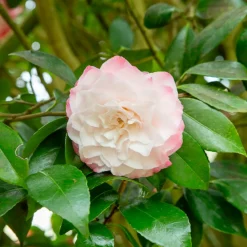 Willemse France - Camélia du japon nuccio's pearl - le pot / ø 9cm / hauteur livrée 15-20cm Sale