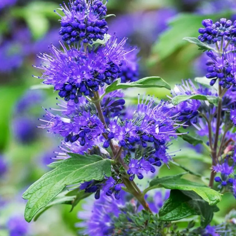 Willemse France Arbres Et Arbustes | - Caryopteris oiseau bleu - le pot / ø 9cm, vendu par lot de 2