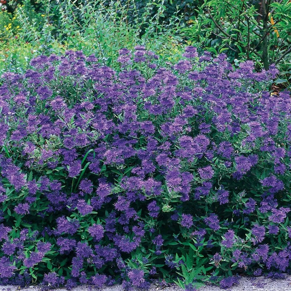 Willemse France Arbres Et Arbustes | - Caryopteris oiseau bleu - le pot / ø 9cm, vendu par lot de 2