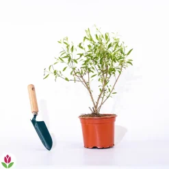 Willemse France Arbres Et Arbustes | - Caryopteris oiseau bleu - le pot / ø 9cm, vendu par lot de 2