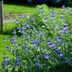 Willemse France Arbres Et Arbustes | - Caryopteris heavenly blue - le pot / ø 9cm / hauteur livrée environ 15cm, vendu par lot de 2