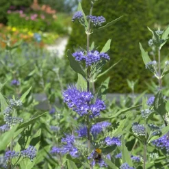 Willemse France Arbres Et Arbustes | - Caryopteris heavenly blue - le pot / ø 9cm / hauteur livrée environ 15cm, vendu par lot de 2