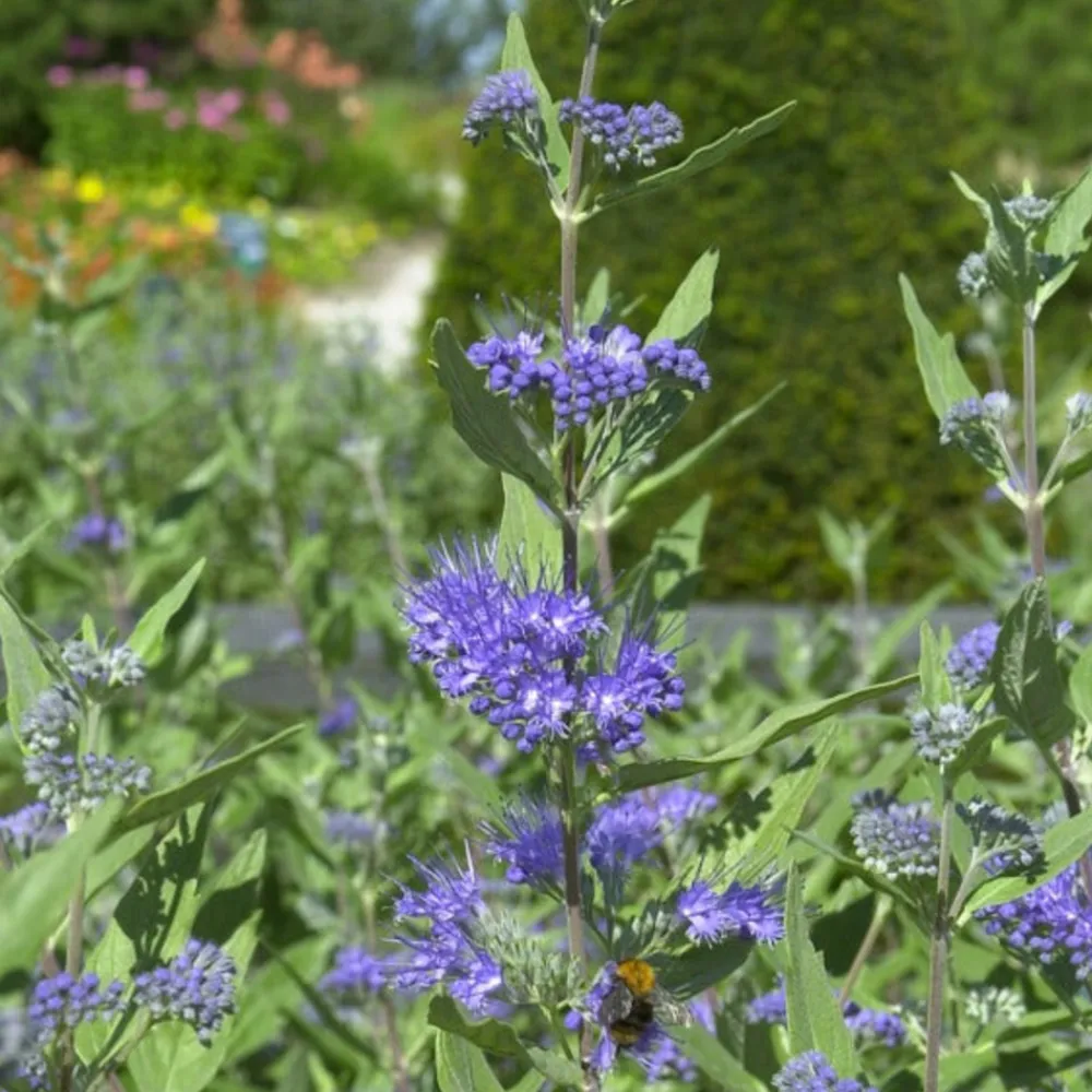 Willemse France Arbres Et Arbustes | - Caryopteris heavenly blue - le pot / ø 9cm / hauteur livrée environ 15cm, vendu par lot de 2