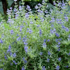 Willemse France Arbres Et Arbustes | - Caryopteris heavenly blue - le pot / ø 9cm / hauteur livrée environ 15cm, vendu par lot de 2