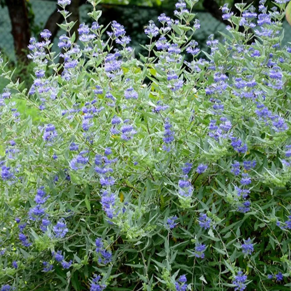 Willemse France Arbres Et Arbustes | - Caryopteris heavenly blue - le pot / ø 9cm / hauteur livrée environ 15cm, vendu par lot de 2