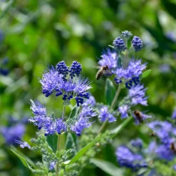 Willemse France Arbres Et Arbustes | - Caryopteris heavenly blue - le pot / ø 9cm / hauteur livrée environ 15cm, vendu par lot de 2