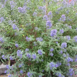 Willemse France Arbres Et Arbustes | - Caryopteris heavenly blue - le pot / ø 9cm / hauteur livrée environ 15cm, vendu par lot de 2
