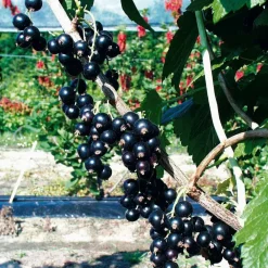 Willemse France Fruitiers Et Agrumes | - Cassissier à gros fruits andega - la pièce en racine nue / 1-2 branches