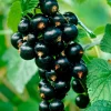 Willemse France Fruitiers Et Agrumes | - Cassissier titania - le pot / 2l / hauteur livrée 40-50cm