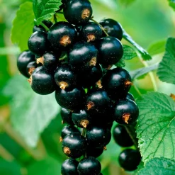 Willemse France Fruitiers Et Agrumes | - Cassissier titania - le pot / 2l / hauteur livrée 40-50cm