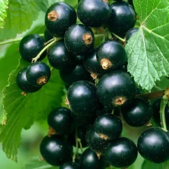 Willemse France Fruitiers Et Agrumes | - Cassissier titania - le pot / 2l / hauteur livrée 40-50cm