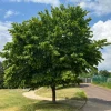 Willemse France - Charme - le pot / 2l / hauteur livrée 80-100cm, vendu par lot de 2 Online