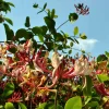 Willemse France Plantes Grimpantes | - Chèvrefeuille des bois serotina - le pot / ø 9cm