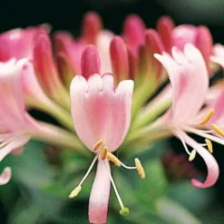 Willemse France Plantes Grimpantes | - Chèvrefeuille des bois serotina - le pot / ø 9cm