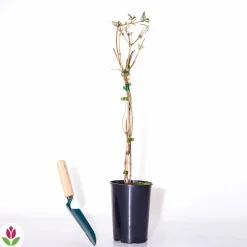 Willemse France Plantes Grimpantes | - Chèvrefeuille des bois serotina - le pot / ø 9cm