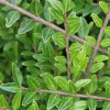 Willemse France - Chèvrefeuille arbustifs mossgreen - le pot / ø 9cm, vendu par lot de 6