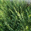 Willemse France Arbres Et Arbustes | - Chèvrefeuille arbustif maigrun - le pot / ø 9cm, vendu par lot de 2