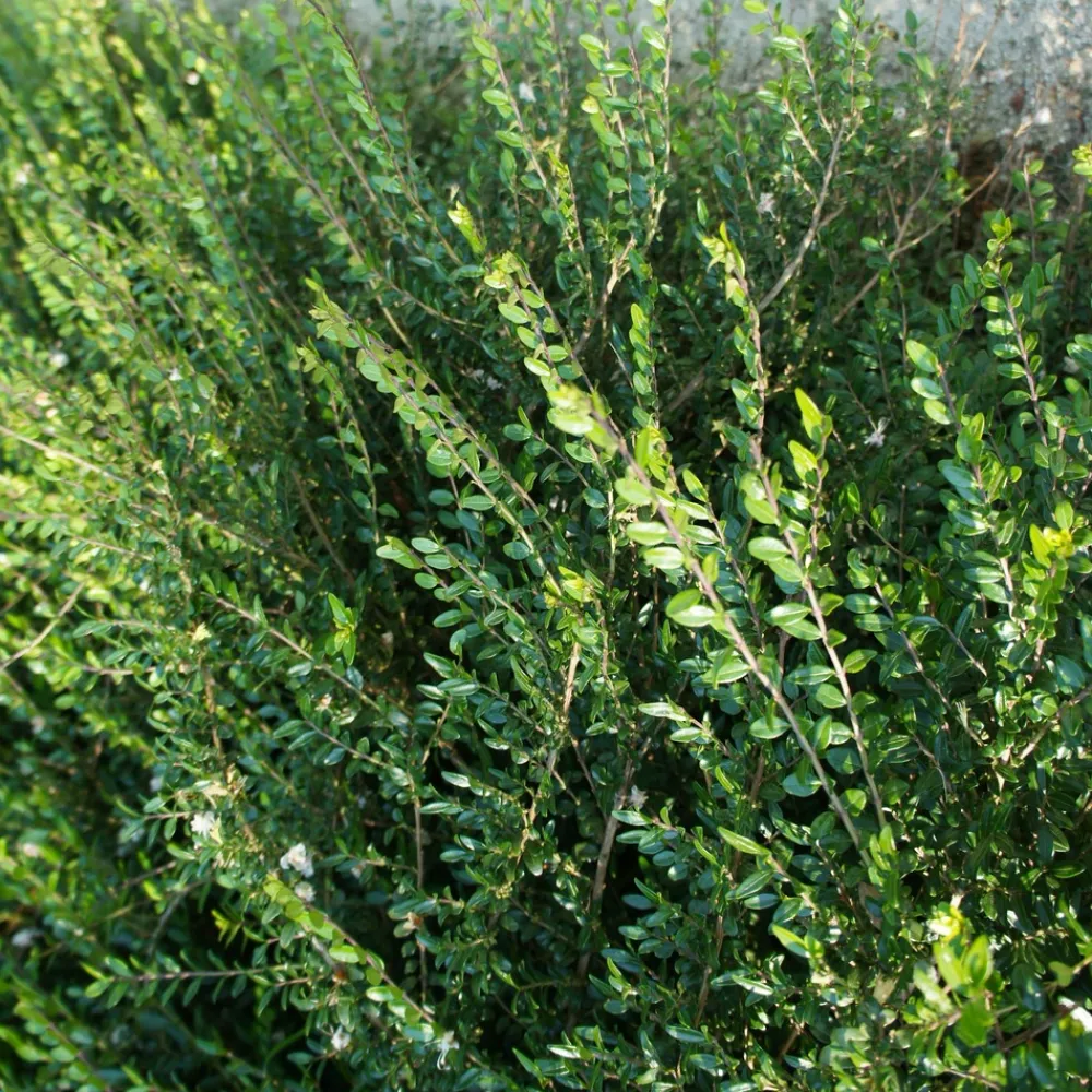 Willemse France Arbres Et Arbustes | - Chèvrefeuille arbustif maigrun - le pot / ø 9cm, vendu par lot de 2