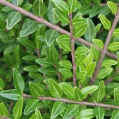 Willemse France Arbres Et Arbustes | - Chèvrefeuille arbustifs mossgreen - le pot / ø 9cm, vendu par lot de 4